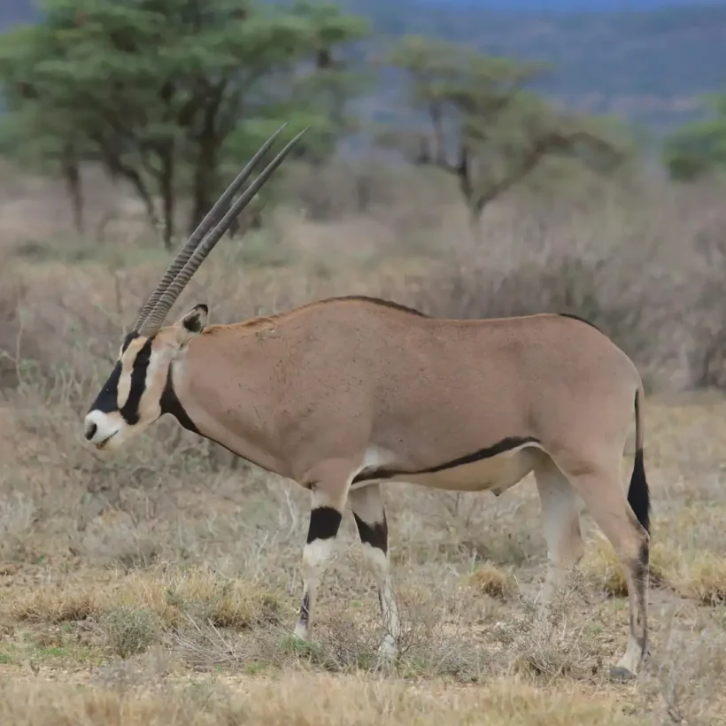 3 Days 2 Nights Samburu National Reserve Sopa Lodge Buffalo Springs - Image 7